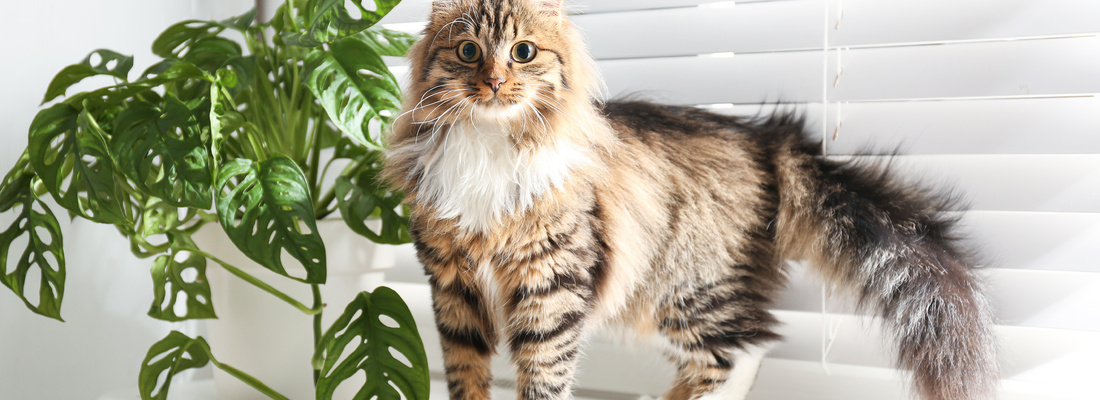 50mm Wooden vs. Aluminum Blinds – Which Should You Choose for Your Interior?