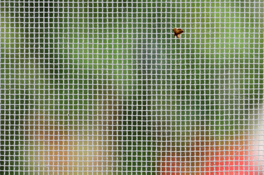 zaščita pred insekti zaščita pred insekti